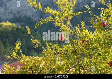 Granatapfel reift und knackt auf einem Ast Stockfoto