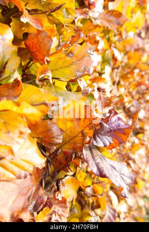 Gelbe, orange und braune Herbstblätter auf einer Buchenhecke Stockfoto