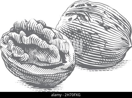Walnuss Hand Zeichnung Skizze Gravur Illustration Stil Stock Vektor