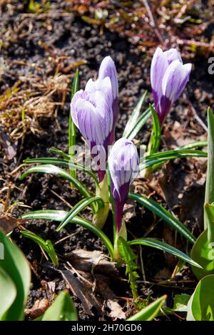 Kleine junge lila Krokus blüht auf dem Schmutz unter dem Schnee. Kräuter und Blumen Hintergründe und Konzepte Stockfoto