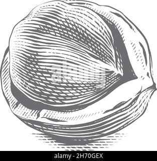 Öffnen Sie filbert Hand Zeichnung Skizze Gravur Illustration Stil Stock Vektor