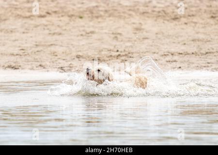 Weißer Labradoodle-Hund springt in einen See. Viele Wasserspritzer fliegen herum. Spielen und Schwimmen, Tierthemen. Stockfoto