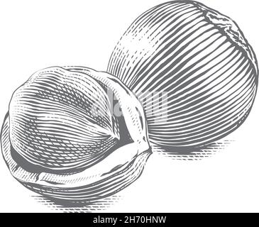 Öffnen Sie filbert Hand Zeichnung Skizze Gravur Illustration Stil Stock Vektor