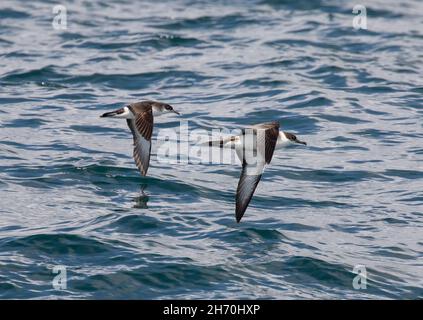 Manx Shearwater und Great Shearwater Vergleich Stockfoto