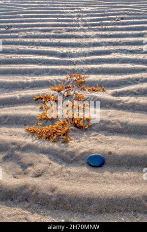 Einfache Komposition aus einem Gezeitensandmuster & gestrandeten goldenen Algen und einem kontrastierenden schwarzen Stein im Vordergrund bei Yule Point, QLD, Australien. Stockfoto