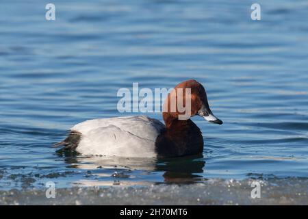 Pochard (Aythya ferina). Drake im Winter in Zuchtgefieder auf Wasser. Deutschland Stockfoto