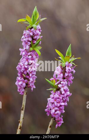 Februar Daphne, Mezereon (Daphne mezereum), blühende Zweige. Schweden Stockfoto