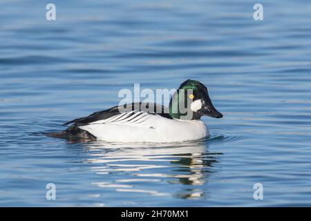 Goldeneye (Bucephala clangula), drake on Water. Deutschland Stockfoto