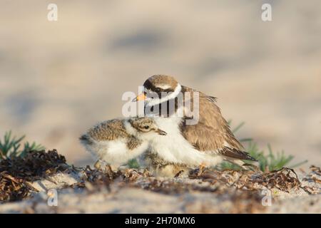 Ringelpfeifer (Charadrius hiaticula). Das Jungtier nimmt unter der Mutter Schutz, während ein anderes Küken neben ihr liegt. Deutschland Stockfoto