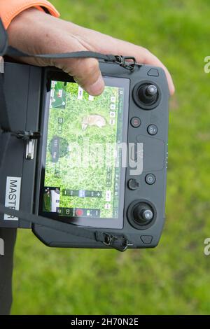 Rehe (Capreolus caprolus). Fawn auf dem Monitor entdeckt mit Hilfe der Wärmebildkamera. Stockfoto