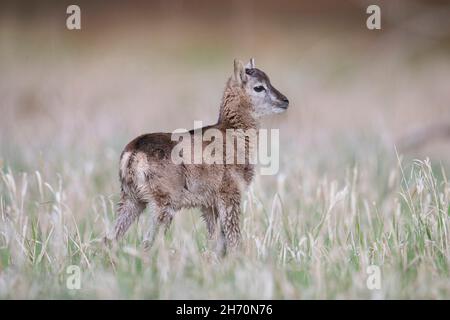 Mufflon (Ovis ammon musimon). Einzelnes Lamm, das auf einer Wiese steht. Deutschland Stockfoto