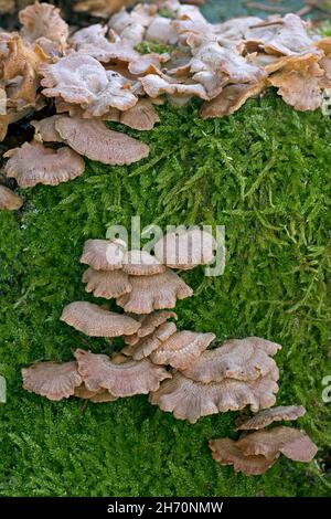 Der bittere Oysterling (Panellus stipticus) verursacht auf infiziertem Holz Trockenfäule. Deutschland Stockfoto