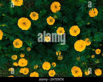 Mexikanische Ringelblume Blume Hintergrund. Schöne gelbe Blume blüht im Garten. Stockfoto