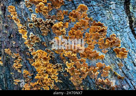 Falscher Putenschwanz, haarige Curtain Crust (Stereum hirsutum), die auf dem toten Stamm einer Eiche wächst. Deutschland Stockfoto