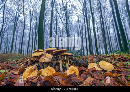 Goldenes Bootleg, Goldenes Kap (Phaeolepiota aurea), Fruchtkörper im Buchenwald. Deutschland Stockfoto