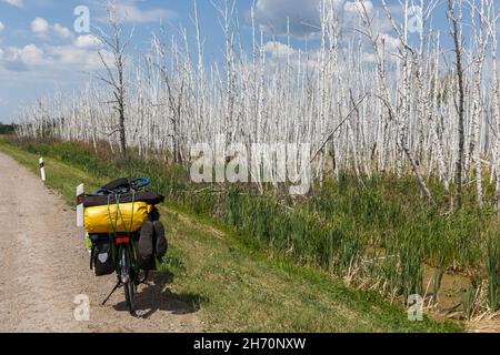 Das Fahrrad des Reisenden steht am Straßenrand in der Nähe des Sumpfes. Im Sumpf stehen weiße Stämme toter Birken. Stockfoto