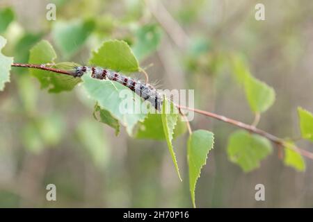 raupe kriecht auf einem Birkenzweig, Insekten in der Natur Stockfoto