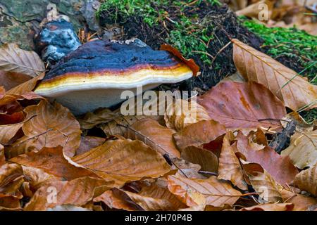 Rotgurtkonk (Fomitopsis pinicola) auf dem Stamm einer Fichte). Deutschland Stockfoto