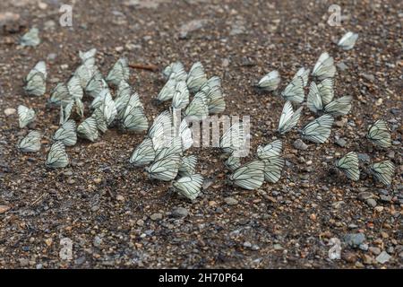 Aporia crataegi. Schwarz-geädert Weiße Schmetterlinge auf dem Boden. Stockfoto