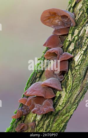 Schwarzes Holzohr (Auricularia auricula-judae, Auricularia polytricha) auf einem Holunderstamm). Deutschland Stockfoto