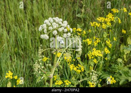 Weiße Blüten, Unkraut. Blühende Pflanze auf der Wiese. Kuh-Pastinak im Feld Stockfoto