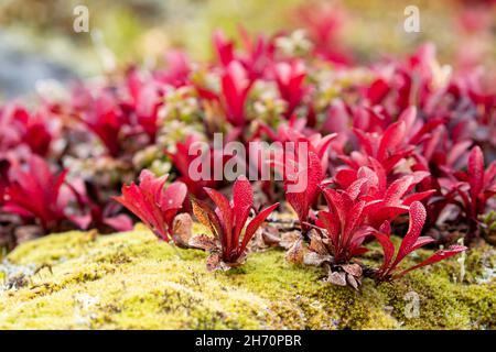 Leuchtend rote Blätter der alpinen Bärenbeere (Arctous alpina, Arctostaphylos alpina), die während des Herbstlaubes in Nordfinnland-Natu auf einem moosigen Stein wachsen Stockfoto