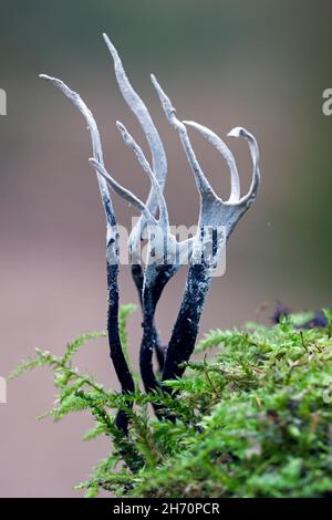 Candlesnuffpilz (Xylaria hypoxylon) auf einem verfallenden Buchenstamm. Deutschland Stockfoto