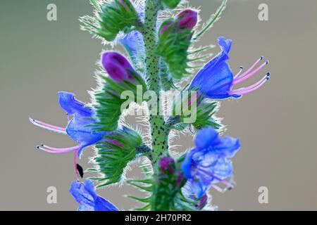 Vipers Bugloss (Echium vulgare), Nahaufnahme von Blumen. Deutschland Stockfoto