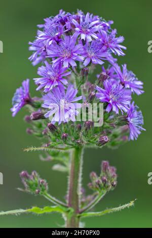 Alpine blue-sow-Thistle , Alpine sow-Thistle ((Cicerbita alpina, Lactuca alpina) in der Slowakei im Tatra-Nationalpark Stockfoto