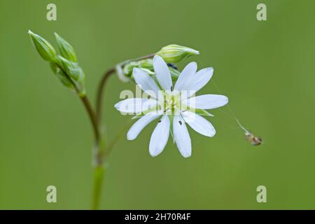 Grassleaf Starwort, gemeinsame Sternmiere (Stellaria graminea), blühende Stiel. Deutschland Stockfoto