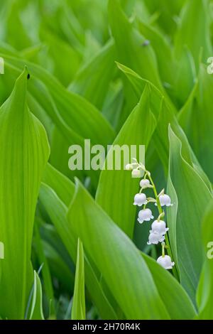 Maiglöckchen (Convallaria majalis). Blumen und Leavrs im Frühsommer. Deutschland Stockfoto