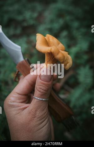 Hand hält Messer und Pfifferlinge Pilz Stockfoto