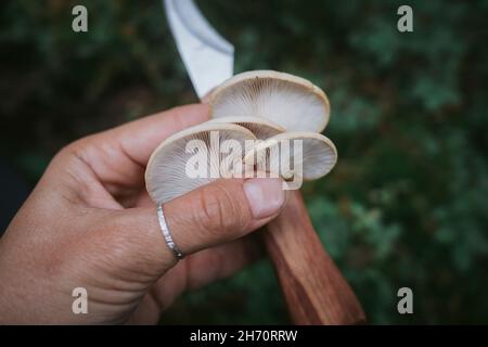 Hand hält Messer und Pilz Stockfoto
