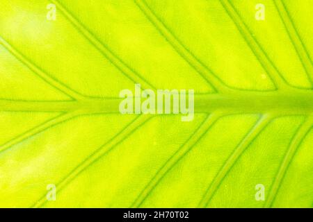 Nahaufnahme eines grünen Blattes, das einen natürlichen Hintergrund bildet. Alocasia ist eine Gattung von Breitblättrigen, die im tropischen und subtropischen Asien beheimatet ist. Stockfoto