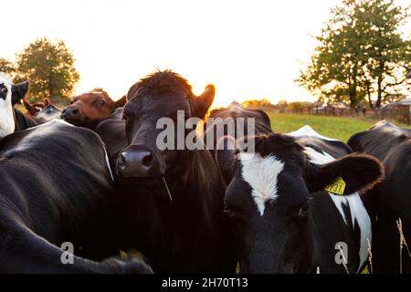 Kühe auf der Wiese Stockfoto