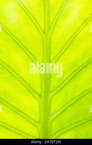 Nahaufnahme eines grünen Blattes, das einen natürlichen Hintergrund bildet. Alocasia ist eine Gattung von Breitblättrigen, die im tropischen und subtropischen Asien beheimatet ist. Stockfoto