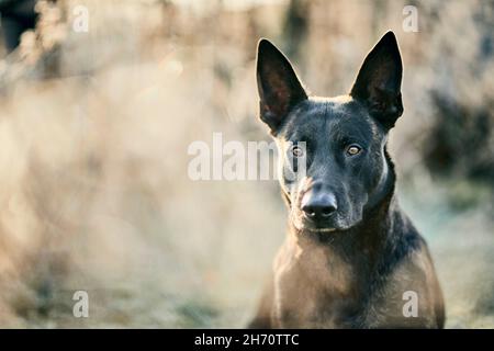 Niederländischer Schäferhund, Hollandse Herder. Porträt eines kurzhaarigen Hundes im Winter in einem Wald. Deutschland Stockfoto