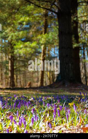 Waldlichtung Naturhintergrund im Frühling. krokus blüht auf der Lichtung im Sonnenlicht. Bäume in verschwommener Entfernung. Sonniges Wetter Stockfoto