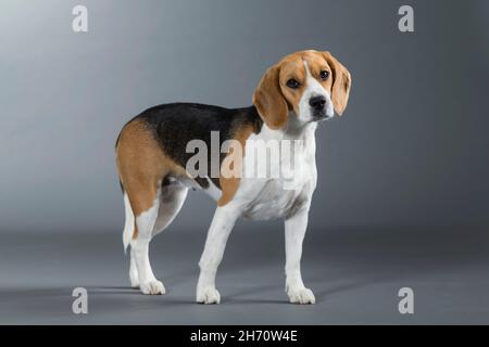 Beagle. Erwachsener Hund im Stehen. Studiobild vor grauem Hintergrund. Deutschland Stockfoto