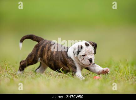 Continental Bulldog, Welpe auf einer Wiese, spielt mit einem Ball. Deutschland Stockfoto