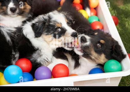 Australian Shepherd. Welpen spielen in einer Box, gefüllt mit Bällen. Deutschland Stockfoto