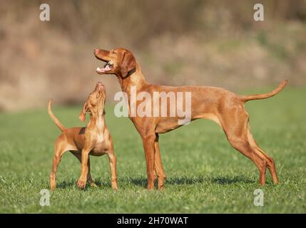 Magyar Vizsla, Ungarisch Vizsla. Erwachsener Hund und Welpe auf einem Rasen, mit einem Stock spielen. Deutschland Stockfoto