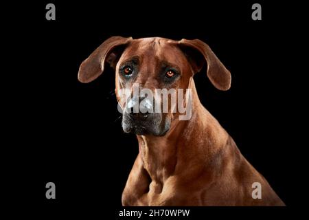 Mops. Porträt eines erwachsenen Hundes auf schwarzem Hintergrund. Deutschland Stockfoto