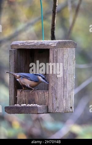 Nuthatch, der nach Samen aus einer hölzernen Vogelkiste aussortet Stockfoto