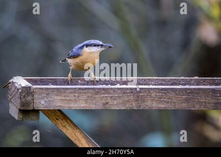 Nuthatch, der nach Samen von einem hölzernen Vogeltisch aussortet Stockfoto