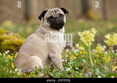 Mops. Erwachsener Hund, der im Frühjahr auf einer blühenden Wiese sitzt. Deutschland Stockfoto