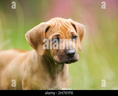 Rhodesian Ridgeback. Porträt eines Welpen. Deutschland. Stockfoto