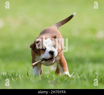 Continental Bulldog, Welpe auf einer Wiese, spielt mit einem Stock. Deutschland Stockfoto