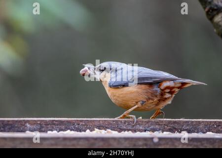 Nuthatch, der nach Samen von einem hölzernen Vogeltisch aussortet Stockfoto