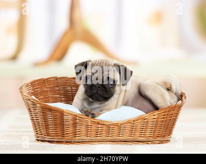Mops. Welpen liegen in einem Weidenkorb. Deutschland Stockfoto
